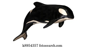Killer Whale Killer Whale