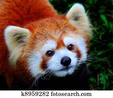 Red Panda Red Panda