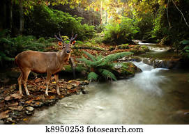 sambar deer sambar deer