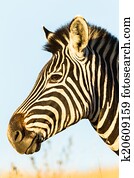 Wildlife Animals Wildlife Animals