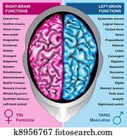 מוח אנושי, עזוב, ו, זכות, תפקד