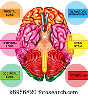 מוח אנושי, צד תחתי, הבט