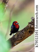 Black-billed Barbet, Ethiopia wildlife