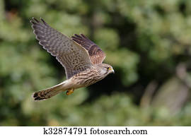 Common Kestrel (Falco tinnunculus)