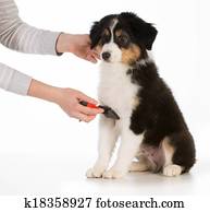dog grooming dog grooming