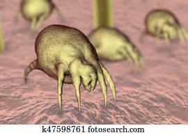 Dust mite Dermatophagoides which lives in dust and furniture Dust mite Dermatophagoides which lives in dust and furniture