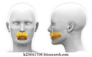 Female Teeth Dental Anatomy - isolated on white Female Teeth Dental Anatomy - isolated on white