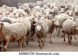 Flock of sheep Flock of sheep