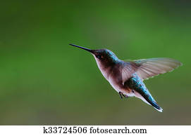 hummingbird, voando