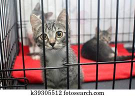 pequeno, gatinhos, em, um, gaiola