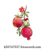 Pomegranate fruit vector branch Pomegranate fruit vector branch