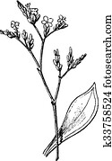 Statice or Sea Lavender, vintage engraving. Statice or Sea Lavender, vintage engraving.