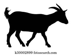 Goat Goat