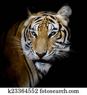 Tiger Tiger