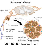 Anatomy of a nerve Anatomy of a nerve