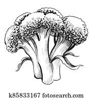 Broccoli vegetable Broccoli vegetable