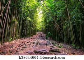Landscape view of bamboo forest and rugged path, Maui