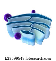 Mitochondria Mitochondria