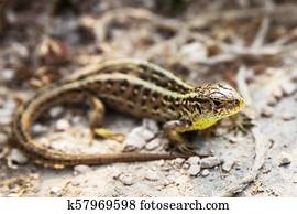 pregnant german common wall lizard