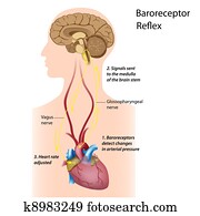 Regulation of blood pressure Regulation of blood pressure