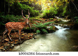 sika deer sika deer