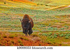 Wild Buffalo Wild Buffalo