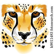 gepard, gesicht gepard, gesicht
