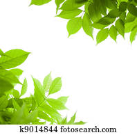 green leaves border for an angle of page over a white background - wisteria leaf