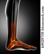Feet bones anatyomy with toes lateral view Feet bones anatyomy with toes lateral view