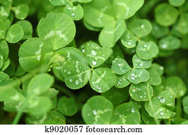 Shamrock Shamrock
