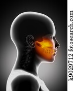 Woman face with visible jaws and teeths Woman face with visible jaws and teeths