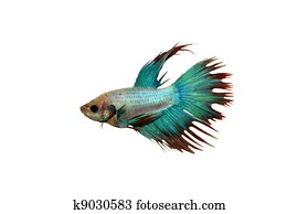 Betta fish, siamese fighting fish with clipping path