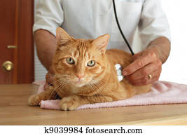 Cat at the vet Cat at the vet