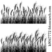 Field of wheat Field of wheat