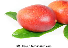 mango mango