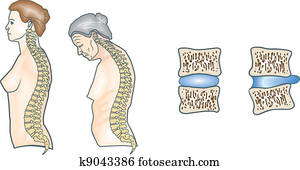 עמוד שדרה אנושי