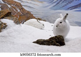 Arctic Hares