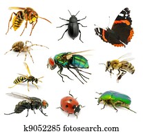 Set of insects Set of insects
