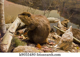 ביברים, לעבוד