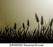 feld, von, weizen feld, von, weizen