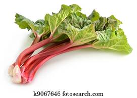 Rhubarb Rhubarb