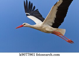 white stork in flight