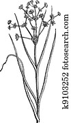 juncus, acutiflorus, nebo, sharp-flowered, běh, vinobraní, engraving.