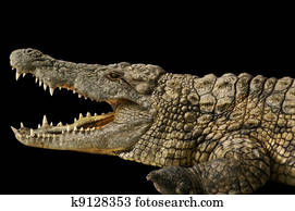 Alligator shows his teeth Alligator shows his teeth