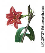 flower antique illustration amaryllis bresilienne flower antique illustration amaryllis bresilienne