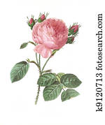 flower antique illustration rosa centifolia flower antique illustration rosa centifolia