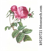 flower antique illustration rose flower antique illustration rose