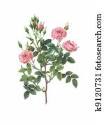 flower antique illustration rose flower antique illustration rose
