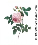 flower antique illustration rose flower antique illustration rose