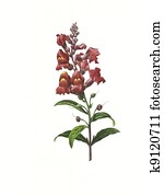 flower antique illustration snapdragon flower antique illustration snapdragon